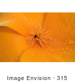 #315 Picture Of An Orange Poppy Flower
