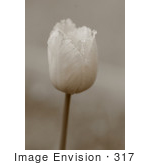 #317 Picture Of A Sepia Toned White Tulip Flower
