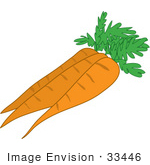 #33446 Clipart Of A Group Of Three Fresh Carrots Cleaned And Ready For Food Prep