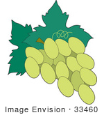 #33460 Clipart Of A Green Grape Cluster On The Vine