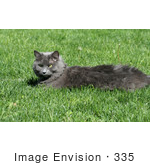 #335 Stock Photo Of A Gray Cat Lying On Grass