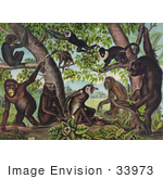 #33973 Stock Illustration Of A Group Of Wild Monkeys Playing In And Under A Jungle Tree