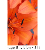 #341 Photograph Of An Orange Asiatic Lily