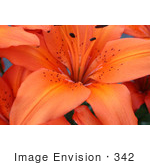 #342 Image Of An Orange Asiatic Lily