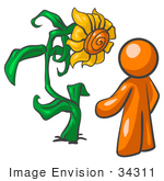 #34311 Clip Art Graphic Of An Orange Guy Character Standing In Front Of His Giant Sunflower In His Garden