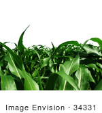 #34331 Stock Photo Of A Corn Crop Of Lush Green Plant Stalks Growing Abundantly Over A White Background