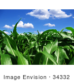 #34332 Stock Photo Of A Crop Field Of Lush Green Corn Stalks Growing Organically Under A Blue Sky With White Puffy Clouds