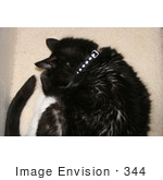 #344 Image Of A Sleeping Tuxedo Cat