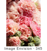 #345 Image Of Pink Hollyhock Flowers