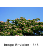#346 Photograph Of A Mimosa Tree
