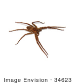 #34623 Stock Photo Of A Brown Huntsman Spider (Heteropoda Venatoria) On A White Background