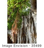 #35499 Stock Photo Of Hanging Aerial Roots Of A Banyan Tree (Ficus Benghalensis)