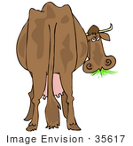 #35617 Clip Art Graphic Of A Tired Old Brown Dairy Cow From Behind Munching On Green Grass