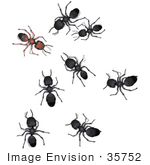 #35752 Clip Art Graphic Of Black Sugar Ants Reporting To A Brown Leader