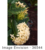 #36544 Stock Photo Of A Head Of Clustered Pale Yellow Flowers Below Buds On A Plant