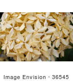 #36545 Stock Photo Of Ants Crawling On A Head Of Clustered Pale Yellow Flowers In A Garden
