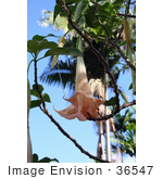 #36547 Stock Photo of a Pale Pink Brugmansia Angel’s Trumpet Flower Hanging From A Tree by Jamie Voetsch
