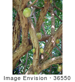 #36550 Stock Photo of Fruits Growing On A Breadfruit Tree (Artocarpus Altilis) by Jamie Voetsch