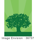 #36737 Clip Art Graphic Of A Silhouetted Adult Maple Tree Over A Background Of Green Bursts
