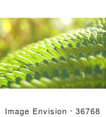 #36768 Stock Photo of a Closeup Of Sunlight Bouncing Off Of Green Fern Leaves by Jester Arts