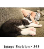 #368 Photograph Of A Tuxedo Kitten Sleeping