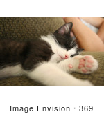#369 Image Of A Tuxedo Kitten Sleeping