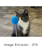 #374 Image Of A Gray And White Kitten Playing With A Cat Toy