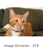 #375 Photo Of An Orange Cat