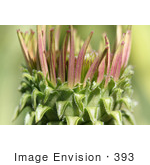 #393 Photograph Of A Blooming Purple Coneflower