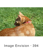 #394 Image Of A Curious Orange Cat