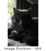 #404 Photograph Of A Gray Cat In A Cat Tree