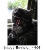 #406 Photo Of A Yawning Gray Cat