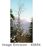 #40654 Stock Photo Of A Flowering Dogwood Tree In The Mountains