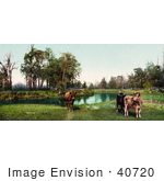 #40720 Stock Photo Of Three Cows Standing In A Green Pasture Near A Pond