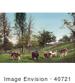 #40721 Stock Photo Of Grazing Cattle In A Grassy Green Pasture
