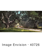 #40726 Stock Photo Of Old Oak Trees Forming A Canopy At Berkeley College California