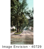 #40729 Stock Photo Of Trees Along Marengo Avenue In Pasadena California