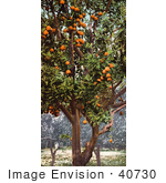 #40730 Stock Photo Of Oranges Growing On Trees In An Orchard California