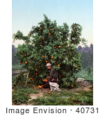 #40731 Stock Photo Of A Man Kneeling While Picking Oranges From A Tree