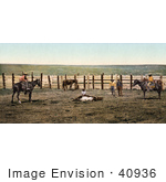 #40936 Stock Photo Of A Farmer And Cowboys Roping A Cow In A Corral On A Colorado Farm