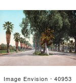 #40953 Stock Photo Of Palm Trees Lining Magnolia Avenue In Riverside California