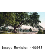 #40963 Stock Photo Of A Large Tree On The Side Of A Road Orange Grove Avenue In Pasadena California