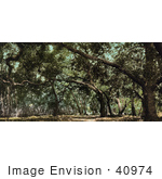 #40974 Stock Photo Of A Canopy Of Trees Over A Road On The Drive In Cooper’S Canyon California