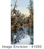 #41050 Stock Photo Of Trees Surrounding Water In A Tributary Of The Saint Johns River In Florida