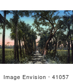 #41057 Stock Photo Of Palm Trees Lining A Road Near Ormond Beach Florida
