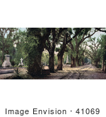 #41069 Stock Photo Of Trees Lining A Road Through The Bonaventure Cemetery In Savannah Georgia
