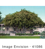 #41086 Stock Photo Of Gold Of Ophir Roses Growing Over A Home In Pasadena California