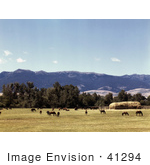 #41294 Stock Photo Of Horses Grazing On A Ranch In Grant County Oregon July Of 1942