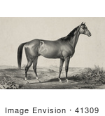 #41309 Stock Illustration Of A Strong Horse Standing And Facing To The Right