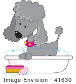 #41630 Clip Art Graphic Of A Bathing Silver Poodle In A Tub